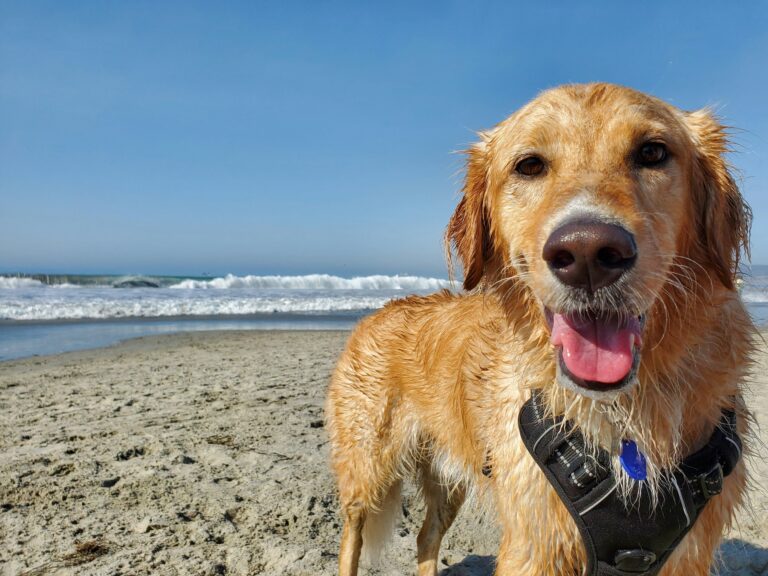 Pet friendly OBX vacation rentals dog on Outer Banks beach